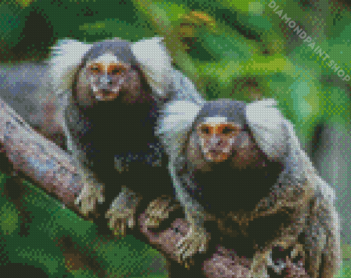 Marmosets Animals Diamond Paintings