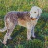 Bedlington Dog Diamond Paintings