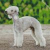 Bedlington Terrier Diamond Paintings