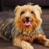 Australian Terrier Puppy Diamond Paintings