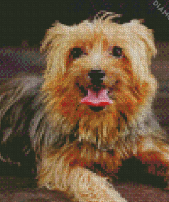 Australian Terrier Puppy Diamond Paintings