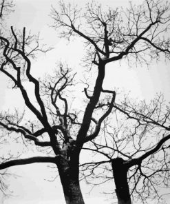 Black And White Trees Diamond Paintings