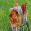 Australian Terrier Diamond Paintings