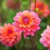 Dahlia Coral Flowers Diamond Paintings