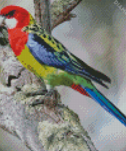 Eastern Rosella Bird Diamond Paintings