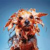 Funny Wet Dog Diamond Paintings