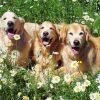 Golden Retrievers Puppies Diamond Paintings