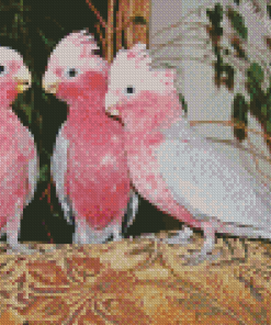 Cockatoo Bird Diamond Paintings