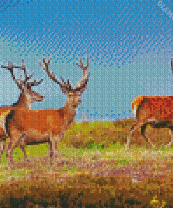 Highland Stag Animals Diamond Paintings