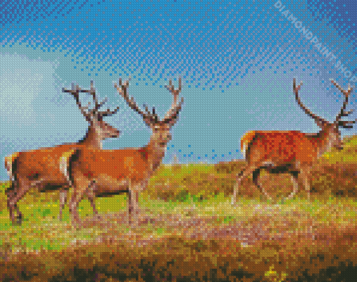 Highland Stag Animals Diamond Paintings