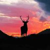 Highland Stag Silhouette Diamond Paintings