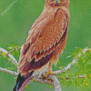 Indian Spotted Eagle Diamond Paintings