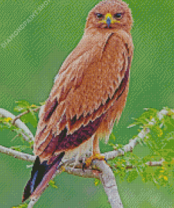 Indian Spotted Eagle Diamond Paintings