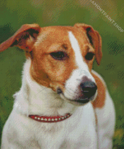 Jack Russell Terrier Diamond Paintings