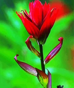 Red Indian Paintbrush Diamond Paintings