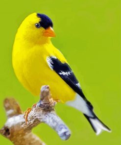 Yellow Finche Bird Diamond Paintings