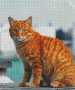 Orange Tabby Cat Diamond Paintings