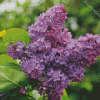 Purple Lilac Tree Diamond Paintings