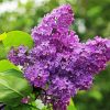 Purple Lilac Tree Diamond Paintings