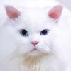 White Persian Kitty Diamond Paintings