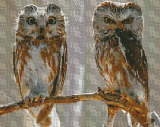 Couple Owl Diamond Paintings