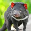 Tasmanian Devil Diamond Paintings