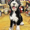 Bernedoodle Puppy Diamond Paintings