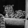 Monochrome Baby Tiger Diamond Paintings