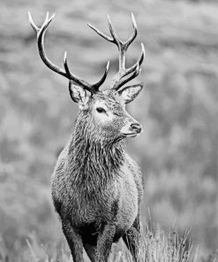 Monochrome Highland Stag Diamond Paintings