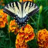 Butterfly On Marigolds Diamond Paintings