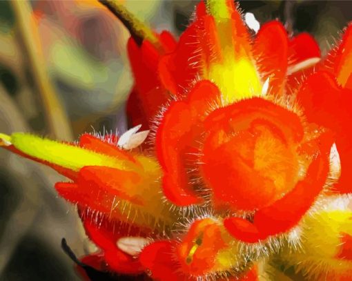 Close up Indian Paintbrush Diamond Paintings