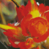 Close up Indian Paintbrush Diamond Paintings