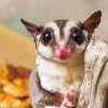 Cute Sugar Glider Diamond Paintings