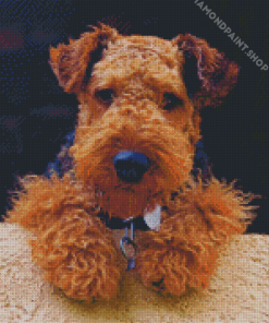 Cute Welsh Terrier Diamond Paintings