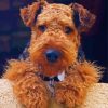 Cute Welsh Terrier Diamond Paintings