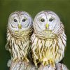 Couple Owl Birds Diamond Paintings