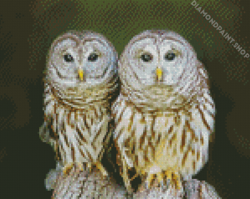 Couple Owl Birds Diamond Paintings