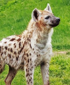 Spotted Hyena Diamond Paintings