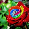 Colorful Rose Diamond Paintings