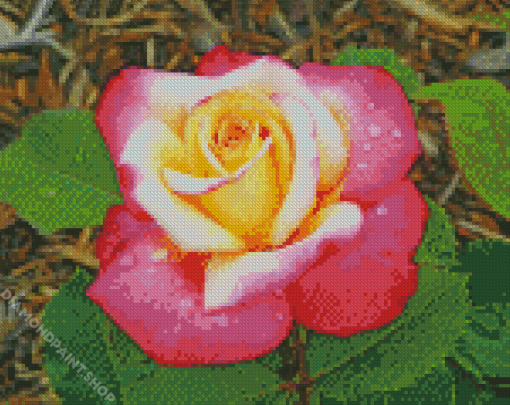 Beautiful Peace Roses Diamond Paintings