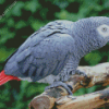 African Grey Parrot Diamond Paintings