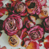 Dried Roses Diamond Paintings