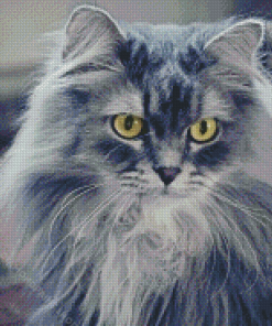 Fluffy Grey Cat Diamond Paintings