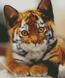 Kitten Tiger Diamond Paintings