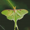 luna Moth Diamond Paintings