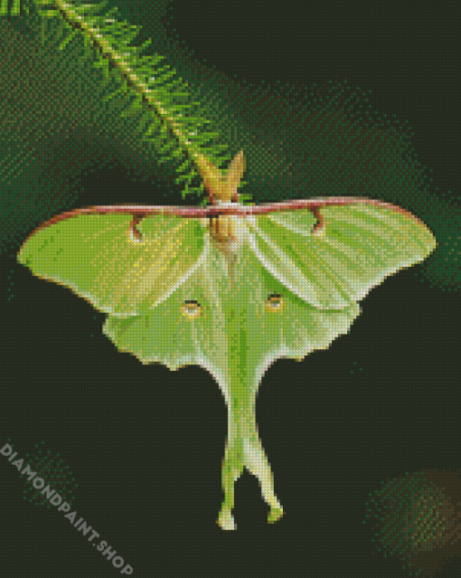 luna Moth Diamond Paintings