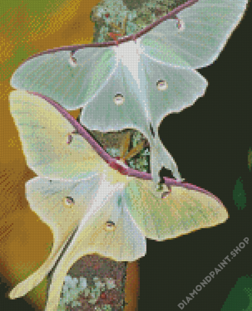 Luna Moth Insects Diamond Paintings