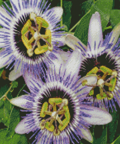 Passion Flowers Diamond Paintings