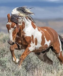 Piccaso Horse Running Diamond Paintings