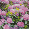 Purple Rhododendron Diamond Paintings